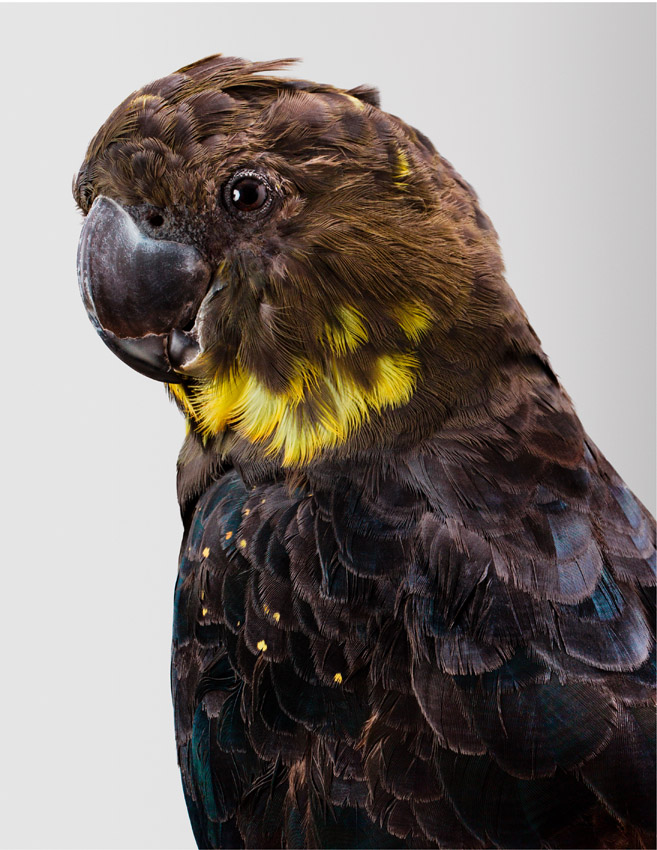 Akalla Glossy Black Cockatoo by Leila Jeffreys 