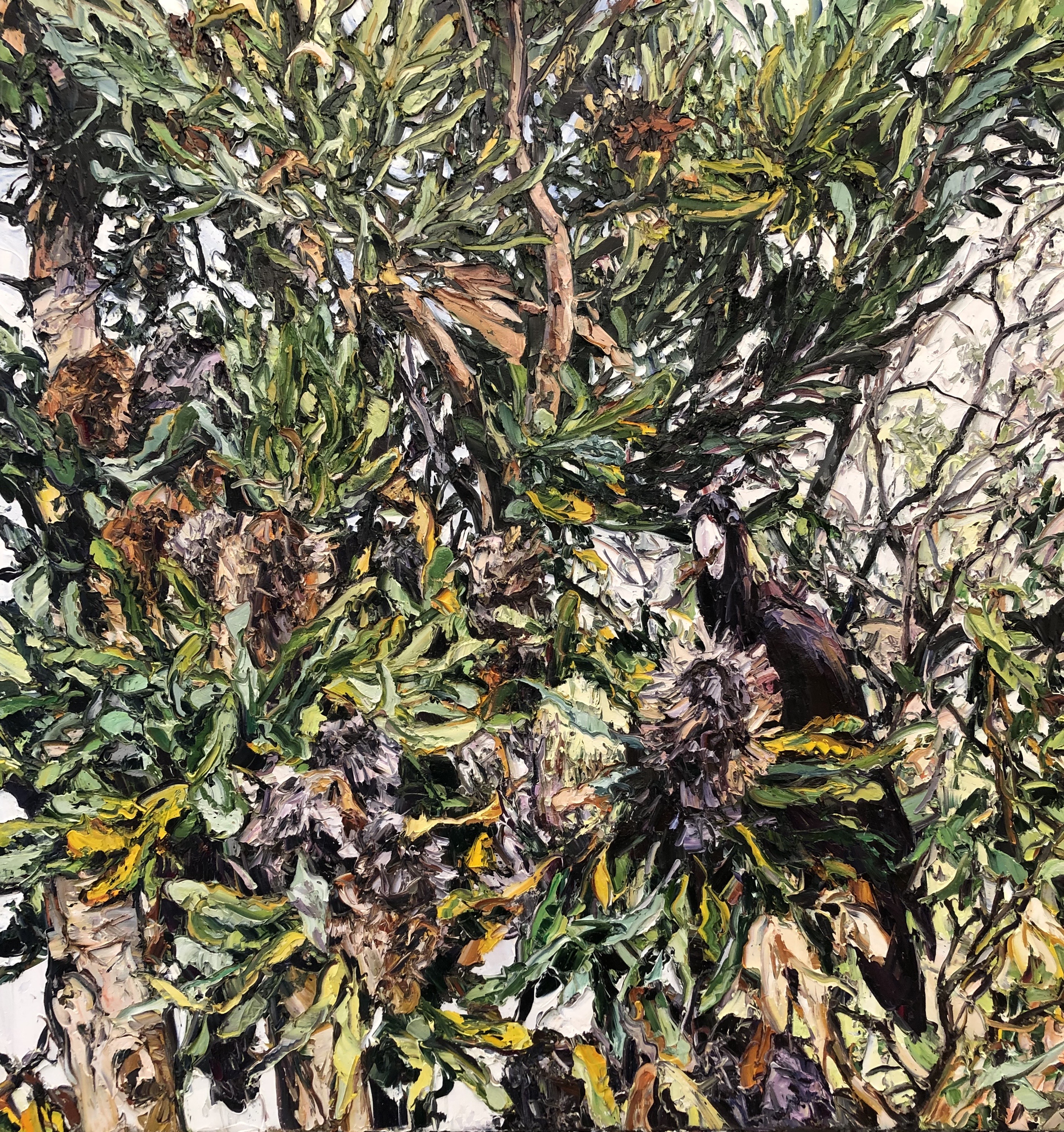 Black Cockatoo Banksia  by Nicholas Harding 
